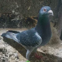 بازرگان نشسته همراه با مدرک