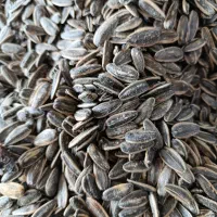 شاگرد شیفت شب متعهد و خوش برخورد