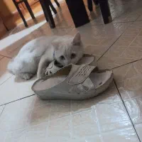 فروش گربه ملوس