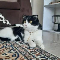 گربه اسکاتیش فولد ۷ساله|گربه|اندیشه, اندیشه فاز ۳|دیوار