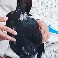 خروس گمشده