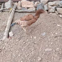 مرغ لاری|حیوانات مزرعه|پاوه, |دیوار