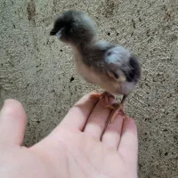 جوجه گلین|حیوانات مزرعه|ماهدشت, |دیوار