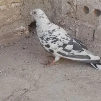 سوسکی سیاه|پرنده|تربت‌حیدریه, جانبازان|دیوار