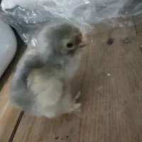 جوجه امپراطور|حیوانات مزرعه|فریدونکنار, |دیوار