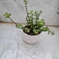 گلهای طبیعی