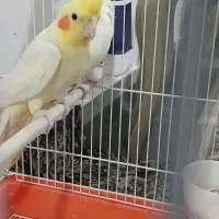 عروس هلندی نرو ماده