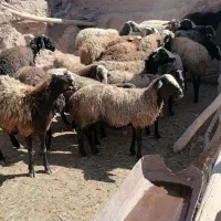 22 راس میش نژاد دار|حیوانات مزرعه|دشتابی, |دیوار