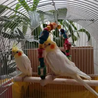 عروس هلندی لوتینو