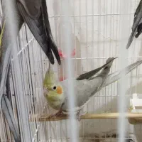 عروس هلندی نر و ماده|پرنده|رشت, پیرکلاچای|دیوار