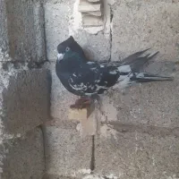 کله سیاه اتیقه