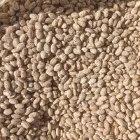 لوبیا چیتی|خوردنی و آشامیدنی|تهران, چیتگر جنوبی|دیوار