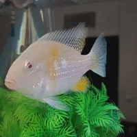 هکلی البینو مولد|ماهی|صدرا-فارس, فاز ۲|دیوار