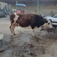 گاو ماده گوشتی|حیوانات مزرعه|آبش احمد, |دیوار