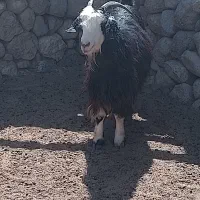 کهره چاق ، بز کهره دار|حیوانات مزرعه|نیریز, |دیوار