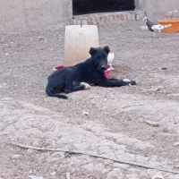 توله دوبرمن سراب|سگ|مشهد, حجت|دیوار