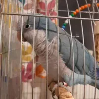 طوطی راهب نر دستی سخنگو آبی رنگ حدود ۲ ساله