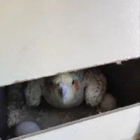 جفت عروس هلندی کار داده با قفس و لوازم رایگان|پرنده|مشهد, کوشش|دیوار