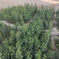 نهال کاری|خدمات باغبانی و درختکاری|خفر, |دیوار