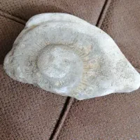 سنگ فسیل زیبا