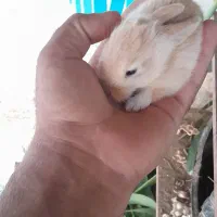 خرگوش جرسی  لوپ خوشکل کوچیک وناز