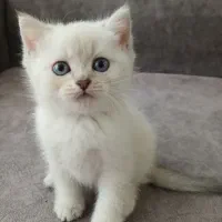 گربه های بریتیش