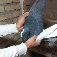 3 عدد کبوتر رنگی همگی آس همشون پرنده زنگ|پرنده|شال, |دیوار