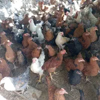 فروش  بچه خروس و مرغ