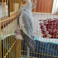 عروس هلندی شیطون|پرنده|گرمسار, |دیوار