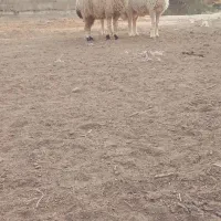 بندر ماهشهر