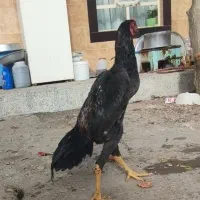 خروس لاری اوشامو