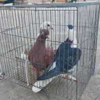 کبوتر