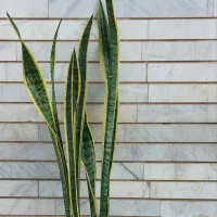 گل سانسوریا ابلق