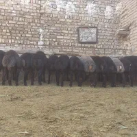 بر نر چاق و پای پروار