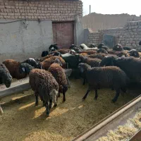 بره و بزغاله چاق سالم سالم هروزنی