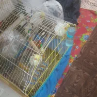 سلام عروسی هلندی ۳تا با ۳ عدد تخم داره