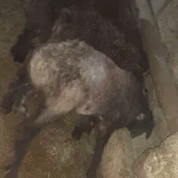 فروش 6راس بره نصف نر نصف ماده|حیوانات مزرعه|چیتاب, |دیوار