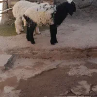 برنرعلف خور