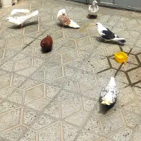 پرنده یا کفتر