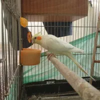 عروس هلندی نر لوتینو