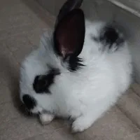 خرگوش مینی لوپ