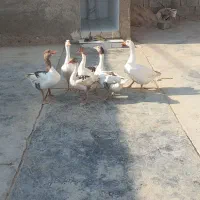 غاز|پرنده|چغادک, |دیوار