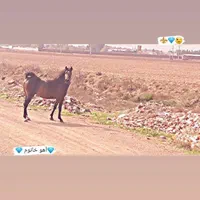 اسب کرد درجه یک و یک|اسب و تجهیزات اسب‌سواری|تهران, آسمان|دیوار