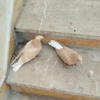 یک جفت کفتر زرد دمسفید