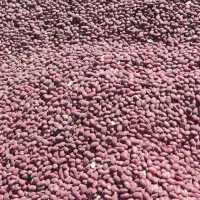 فروش لوبیا قرمز یاقوطی درجه یک کشت امسال|خوردنی و آشامیدنی|دهگلان, |دیوار