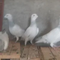 نر دست اولی شو بازی
