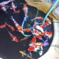 ماهی کوی گرید aaa فول چرم|ماهی|تبریز, |دیوار