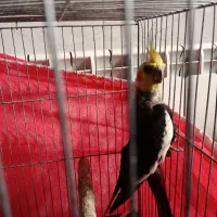 عروس هلندی|پرنده|دامغان, |دیوار