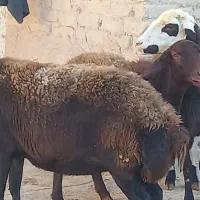 میش  ۳راس جوان یکدست آبستن