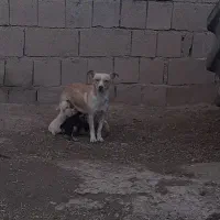 نژاد توله پاکوتاه